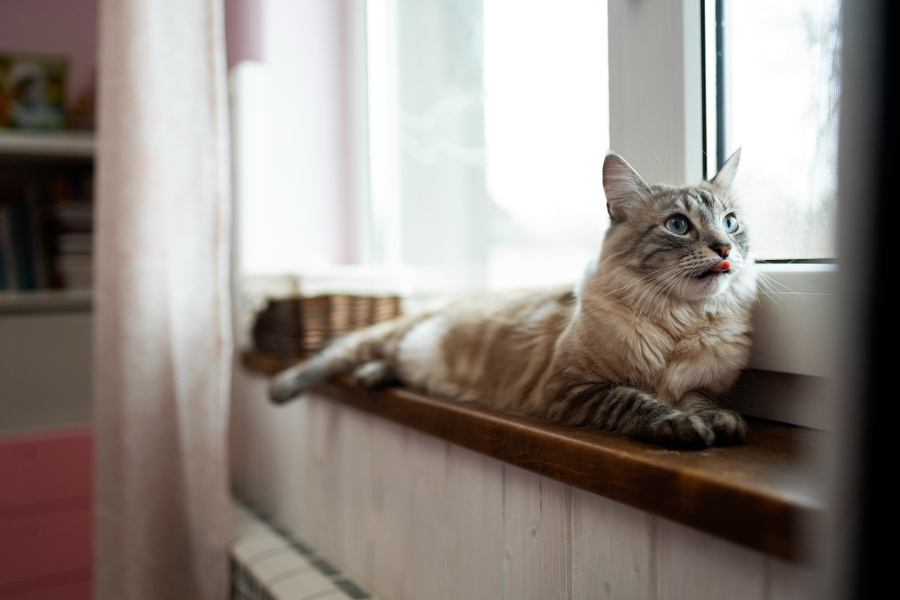 Ansiedade de separação em gatos: como reconhecê-la e lidar com ela