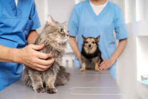 Com que frequência ir ao veterinário e por que isso é tão importante?