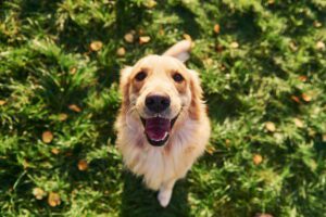 Um guia completo para fazer o seu cão feliz