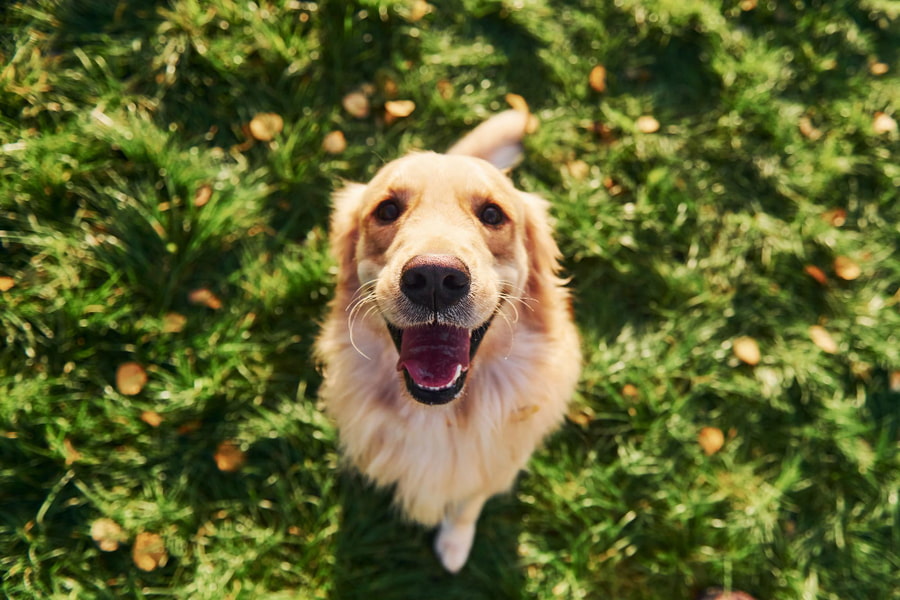 Um guia completo para fazer o seu cão feliz