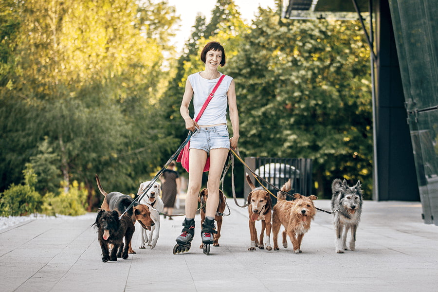 Como se tornar voluntário num abrigo de animais