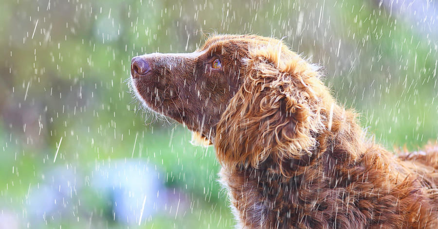 Dicas para passear com o seu cão à chuva