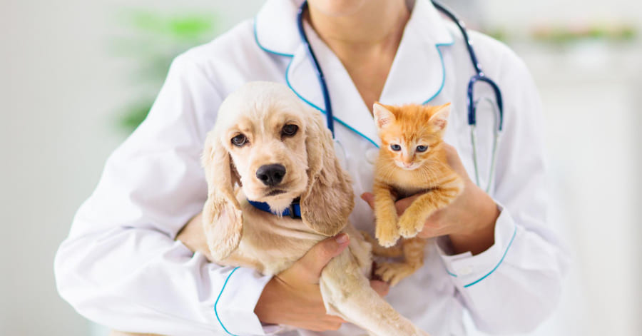 Frequência das visitas à clínica veterinária