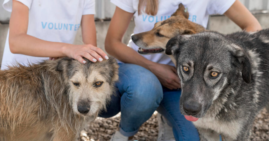 Condições e etapas para se tornar voluntário num abrigo de animais