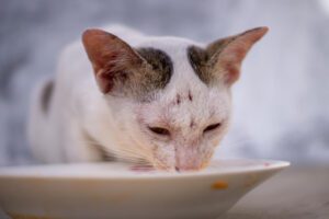 Guia de comida congelada para gatos: o que é, quais são os seus benefícios e como escolher a melhor?