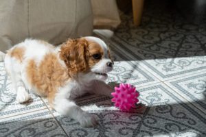 Brinquedos para cães com sinos: por que os cães os adoram e quais são os melhores