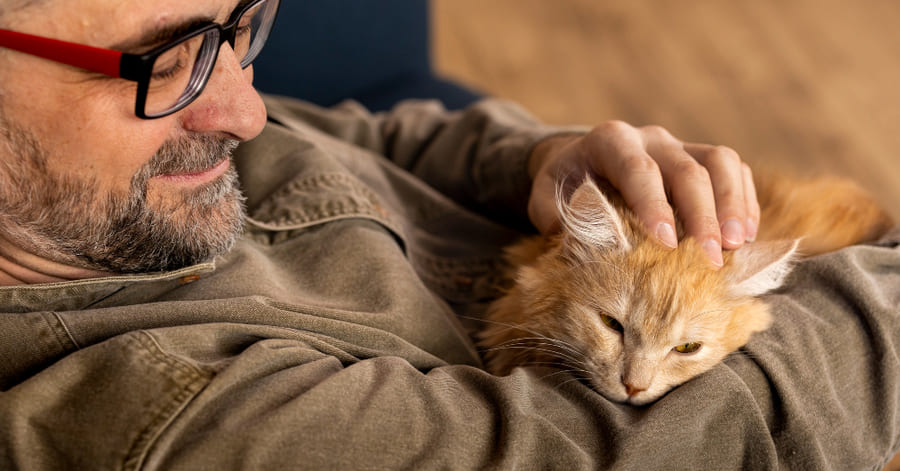Os benefícios da terapia assistida por gatos para o stress e o bem-estar emocional