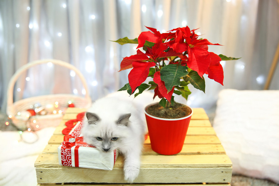 Descubra se a flor de Natal é tóxica para cães e gatos
