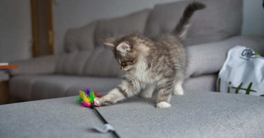 Por que os gatinhos precisam de brinquedos adequados à sua idade?