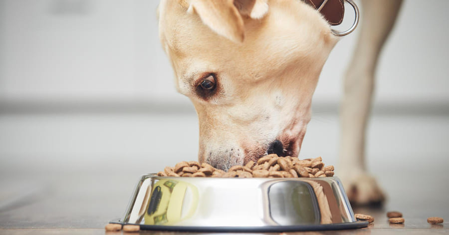 Como escolher a melhor ração de proteína única para o seu cão