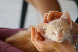 Terapia assistida por gatos: o que é, como funciona e por que cada vez mais pessoas a escolhem