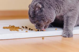 A melhor ração científica para gatos: descubra todos os seus benefícios