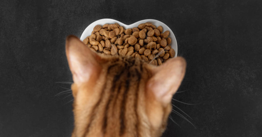 As melhores rações científicas para gatos: comparação