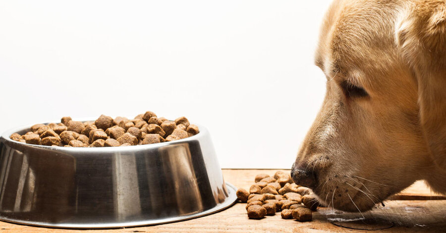 As melhores rações científicas para cães