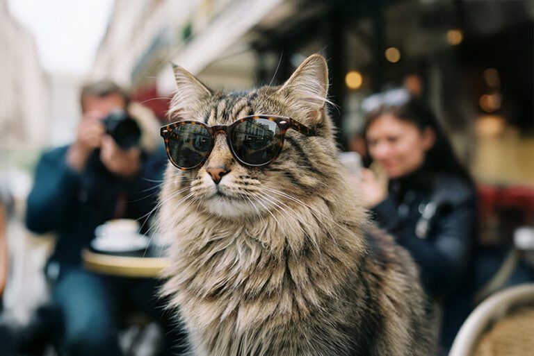 Mitos e factos sobre os gatos