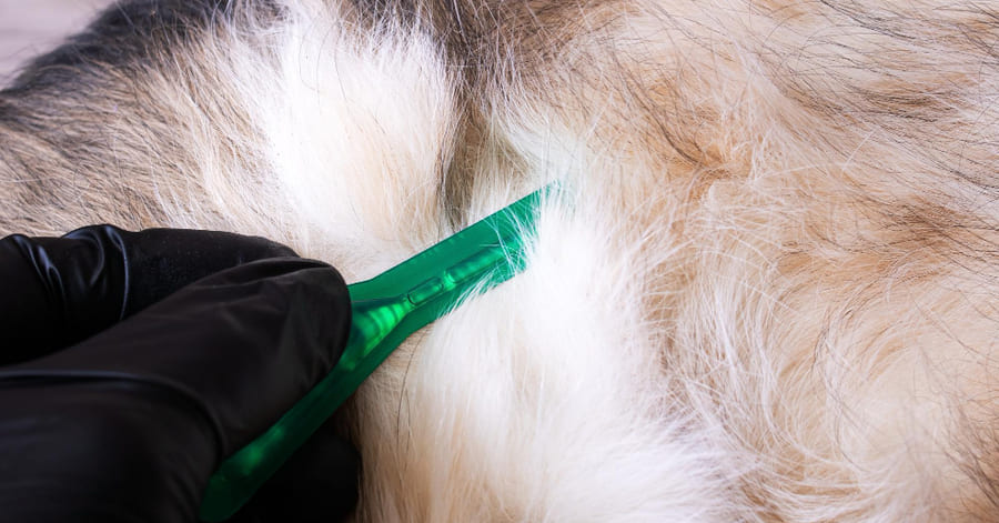 Classificação: as melhores pipetas para cães