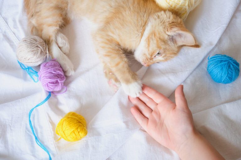 Brincar com gatos com as mãos: por que não se deve fazer isso?