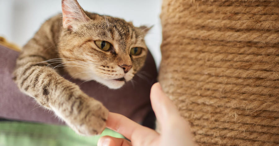 O que deve fazer se o gato morder ou arranhar durante a brincadeira?