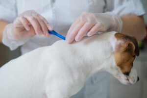 Quais são as melhores pipetas para cães?