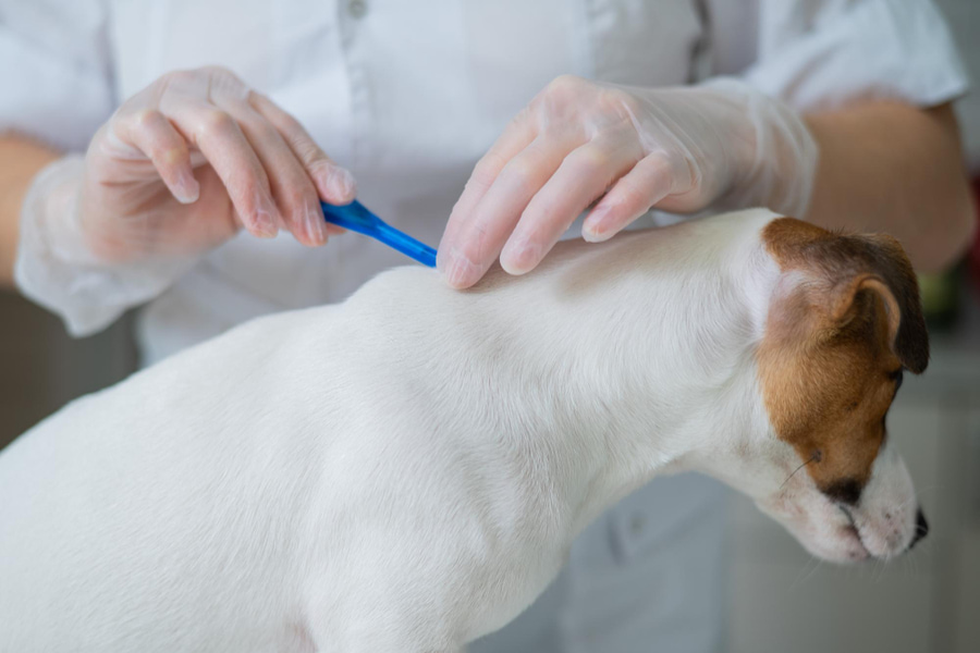 Quais são as melhores pipetas para cães?