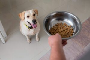 Guia de alimentação para cães senior