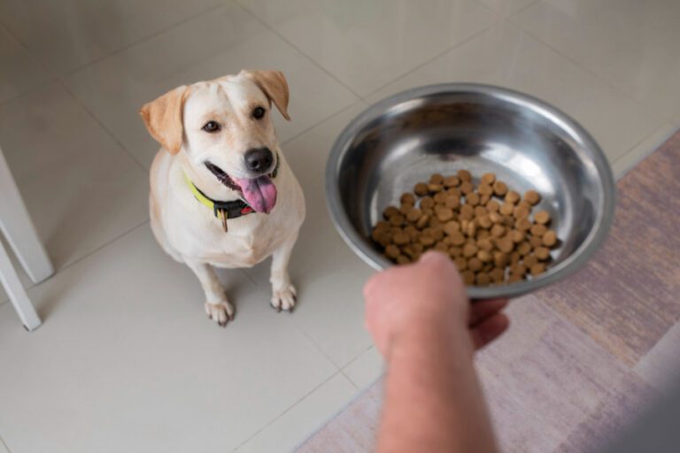 Guia de alimentação para cães senior