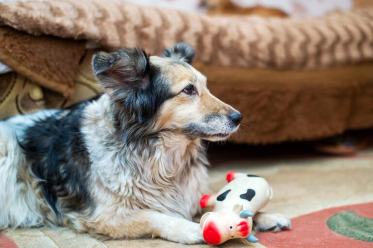 Os jogos e os melhores tipos de brinquedos para cães sénior: um guia completo para cães mais velhos