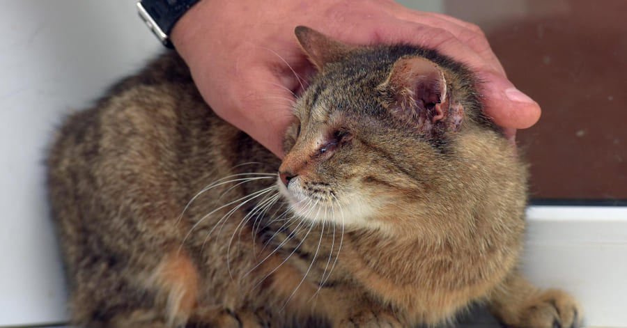 Tipos de parasitas externos mais frequentes em gatos