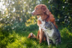 Cuidados de saúde para cães e gatos primavera