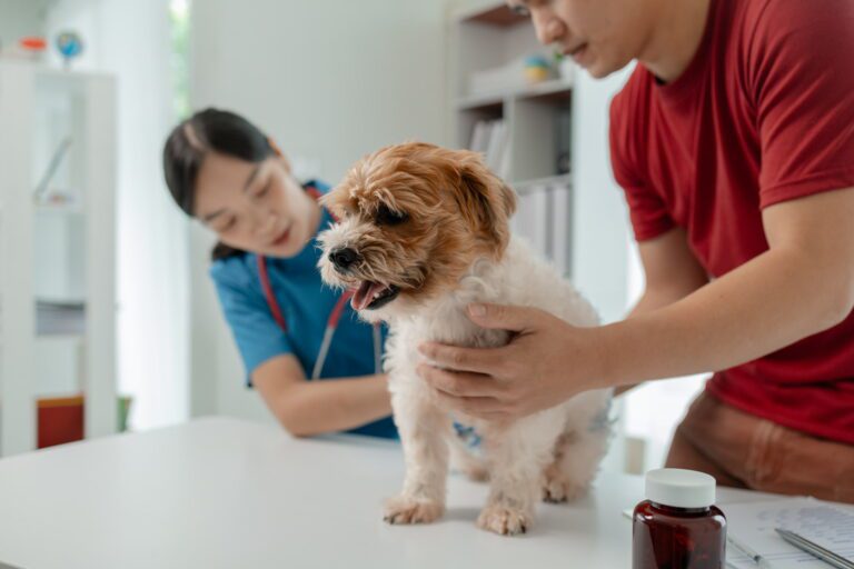 Por que é importante desparasitar o seu animal de estimação com regularidade