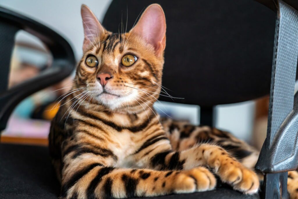 Cuidados tipo pelo gato malhado