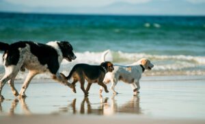 Cuidados de verão para animais de estimação