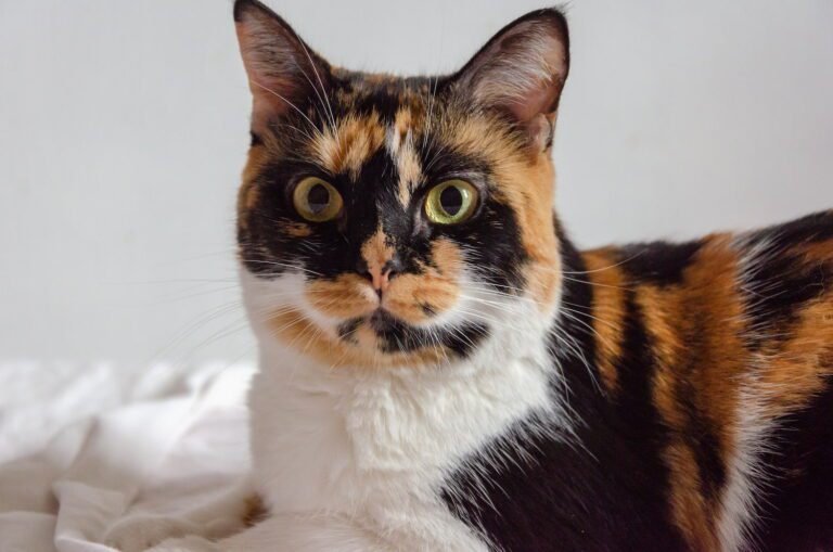 Gato malhado