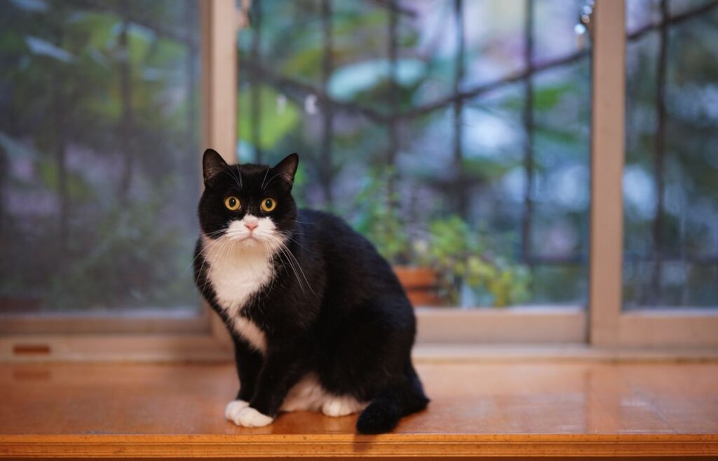Close-up of a cute tuxedo cat sitting by a window with a curious gaze.