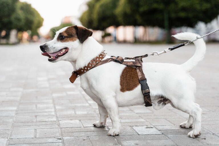 Cão com arnês corretamente ajustado no corpo