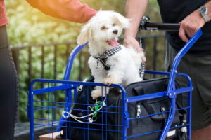 Cão a passear num carrinho de transporte para animais.