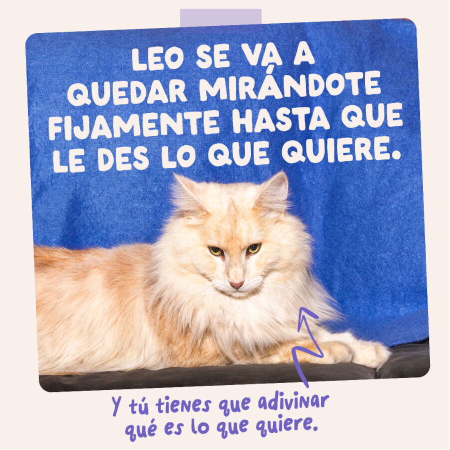 85 g Edgard & Cooper Comida h&uacute;mida de pato e peru em molho em saquetas para gatos, , large Imagem n&uacute;mero 10