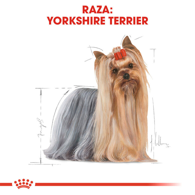 Royal Canin Adult Yorkshire Terrier ração para cães, , large image number null