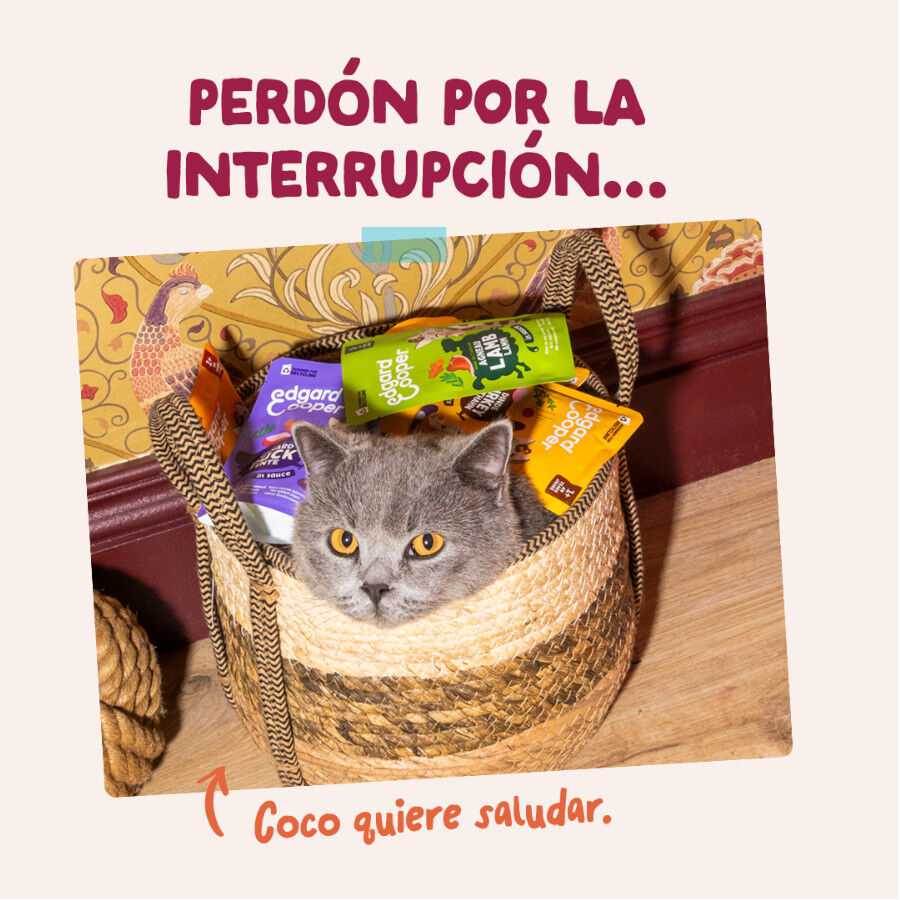 85 g Edgard & Cooper Pollo sobre en salsa para gatos, , large Imagem n&uacute;mero 8