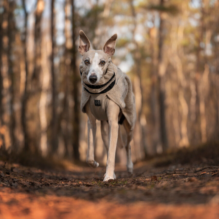 Non-stop Dogwear Casaco de L&atilde; em cor Areia para c&atilde;es, , large Imagem n&uacute;mero 3