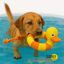 Pato flutuante para cães, , large Indicador imagem número 2