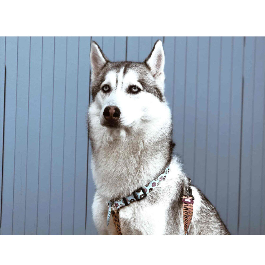 Dukier Peitoral com Estampado de  Cupcakes & Donunts para c&atilde;es, , large Imagem n&uacute;mero 3