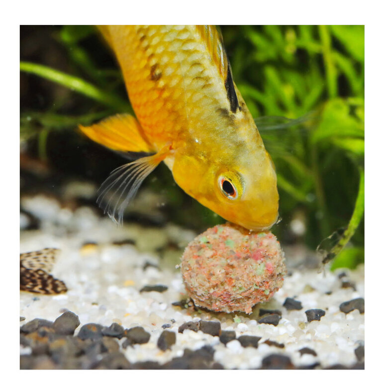 JBL Novotab Comprimidos para peixes,  Imagem número 4 JBL Novotab Comprimidos para peixes, , large Imagem número 4