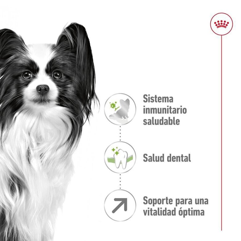 Royal Canin X-Small 8+ Mature ração para cães,  Imagem número 5 Royal Canin X-Small 8+ Mature ração para cães, , large Imagem número 5