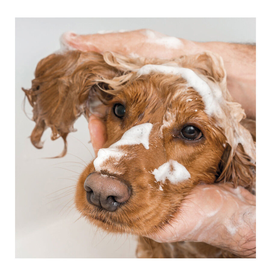 Beaphar Champ&ocirc; para Pelo Longo para c&atilde;es, , large Imagem n&uacute;mero 3