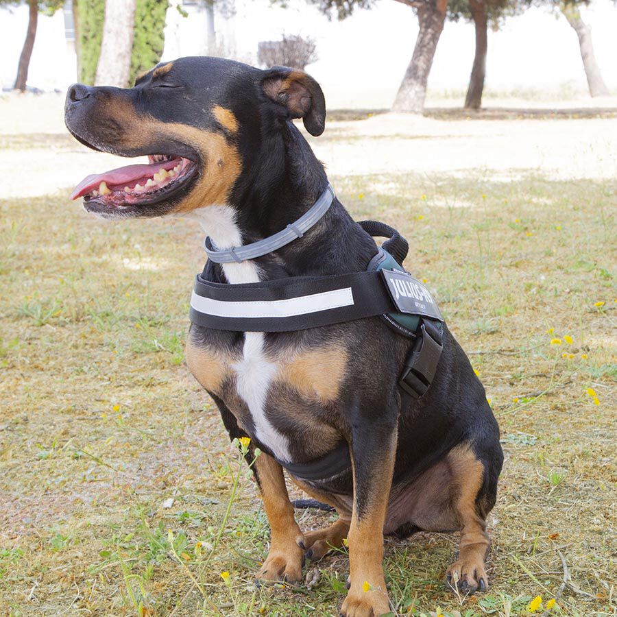 Julius K-9 IDC Peitoral Verde para c&atilde;es, , large Imagem n&uacute;mero 3