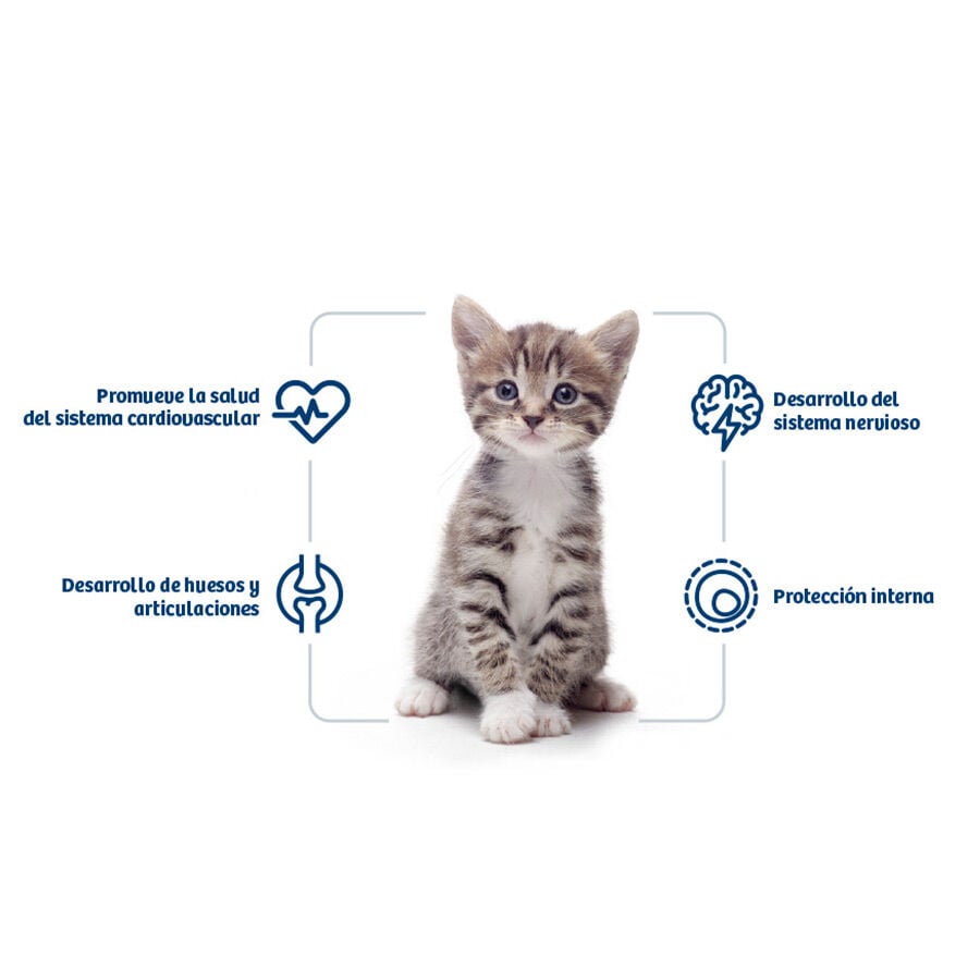 4 kg Nath Kitten Frango e Arroz ra&ccedil;&atilde;o para gatos , , large Imagem n&uacute;mero 2