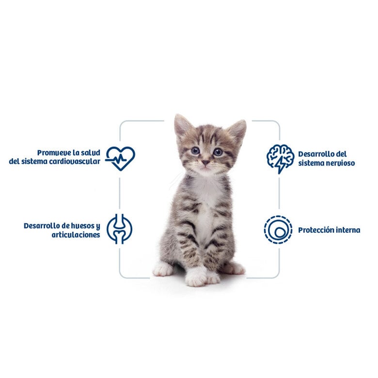 4 kg Nath Kitten Frango e Arroz ração para gatos ,  Imagem número 2 4 kg Nath Kitten Frango e Arroz ração para gatos , , large Imagem número 2