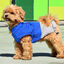 Nayeco X-TRM Capa de Chuva Azul e Cinzenta para cães, , large Indicador imagem número 1