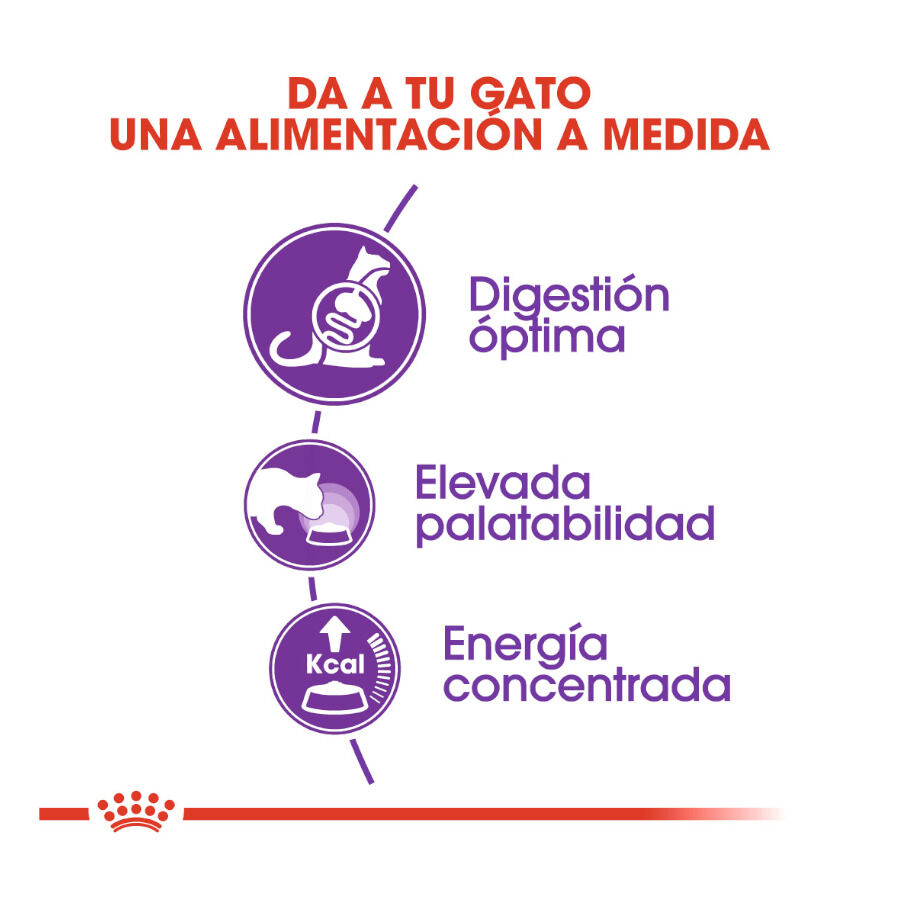 10 kg Royal Canin Regular Sensible 33 ra&ccedil;&atilde;o para gatos, , large Imagem n&uacute;mero 4